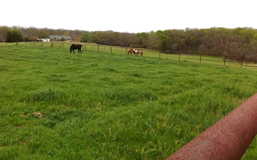 Grazing