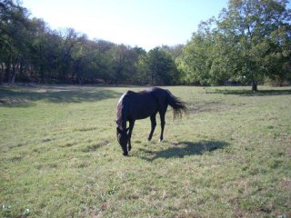 Pasture